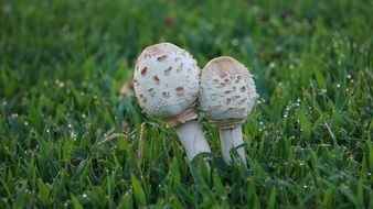 two mushrooms on green grass close-up