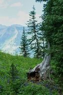 Wildflowers on a mountain meadow