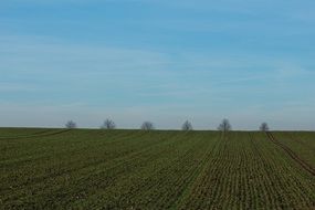 Landscape of green field in nature