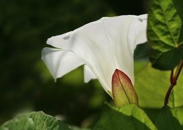 Bindweed or Convolvulus close-up on blurred background