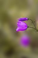 round purple bell in profile on a blurry background