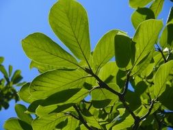 tree leaves in sunny summer day