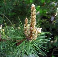 Needles on the pine
