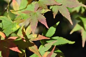 colorful autumn leaves in bright sun close up
