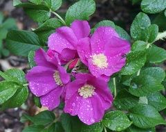 rain drops on pink rose blooms