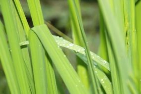 Closeup Picture of Grass