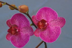 tropical orchid blossoms