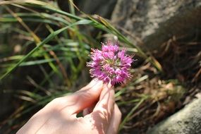 man holds mountain flower in his hand