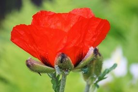 closeup picture of Red Large Poppy flower
