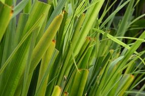 perfect beauty Plant