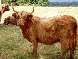 Brown beef on the green pasture