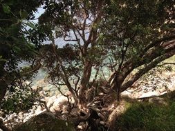 big tree near the water on the beach