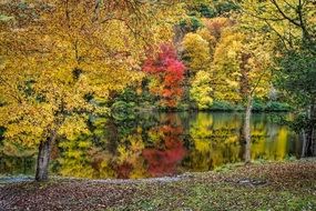 Trees and Water
