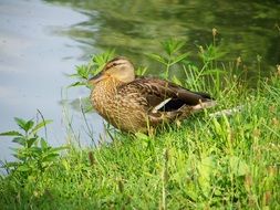 waterfowl wild ducks