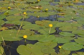A lot of the water lily flowers