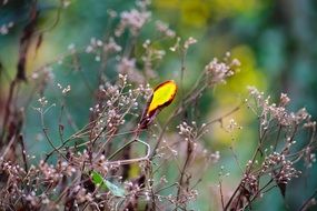 yellow and red Leaf on wildlower