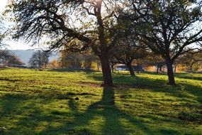 autumn trees under the warm sun in the park