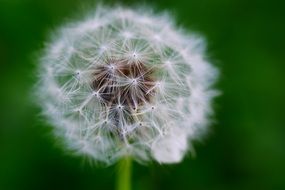 Dandelion Macro Garden Green