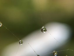 Cobweb with Water Drip