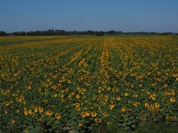 huge agricultural field of sunflowers