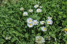 closeup view of white daisies in tall green grass under the sun