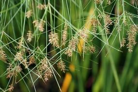 photo of tropical green grass