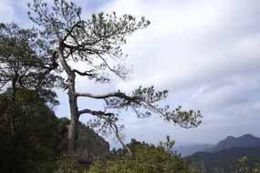 Pine tree on a mountain