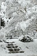 winter landscape on the edge of the park