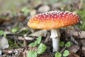 magnificent red Mushroom