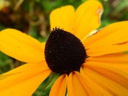 decorative yellow flower