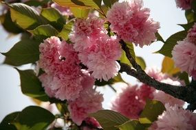 pink Japanese Cherry Blossom on branches