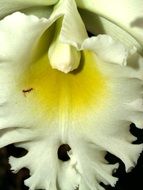 white and yellow flower petal close up