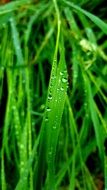 bright green grass in drops of water close-up