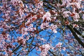 pink Cherry Blossom blue sky view