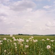 picturesque and pretty Dandelion Fields