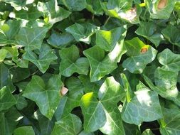green overgrowth of climbing plants close-up