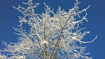 hoarfrosty tree in winter on the blue sky