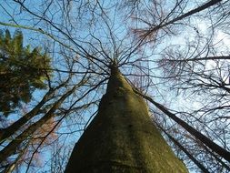 large trees in the forest in autumn