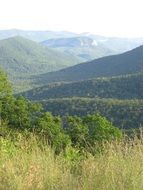 green tree mountain nature landscape