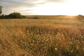wild rural field in France