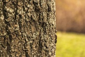 chic Tree Bark
