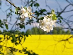 flowering branch against the background of a rape yellow field