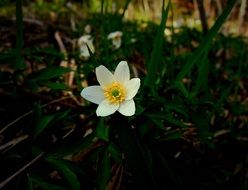 white wood anemone in spring