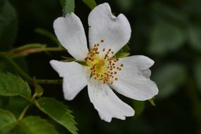 magnificent Wild Rose