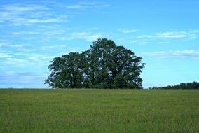 Landscape with the grove of trees on the meadow