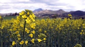 Beautiful yellow inflorescences of blooming Rape in Field near the mountains