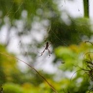 spider on a web on a blurred background close up