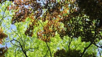 green and red maple in the forest