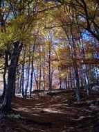 Landscape with the beautiful colorful forest in autumn