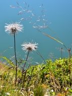 two thistles by the river